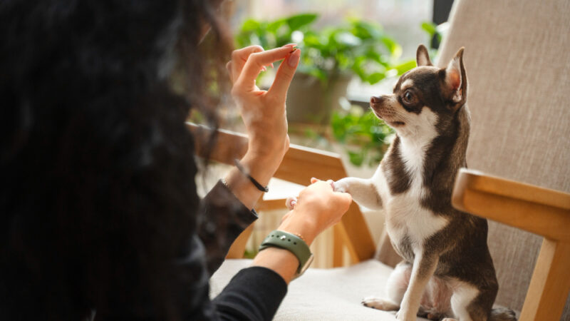 Comment procéder à l’éducation d’un chien dès son plus jeune âge ?