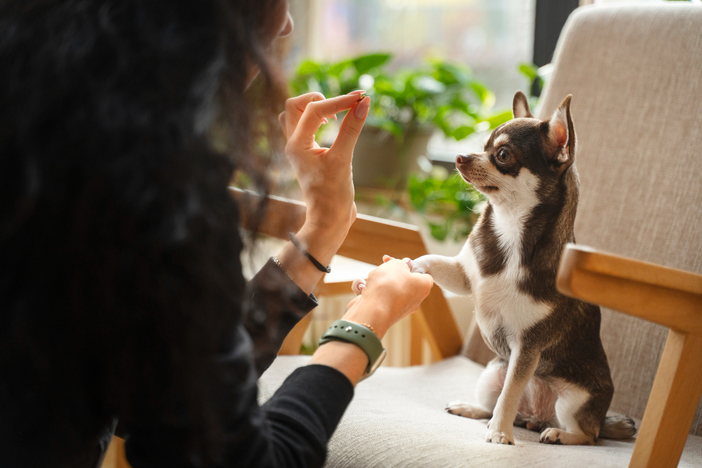 Comment procéder à l’éducation d’un chien dès son plus jeune âge ?